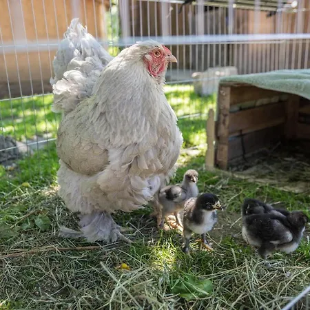 Сasa de vacaciones Am Sedelbach Deggenhausertal