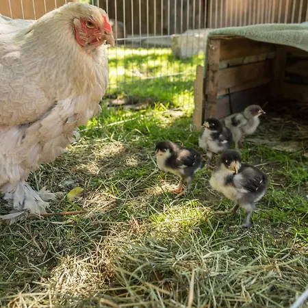 Am Sedelbach Сasa de vacaciones *