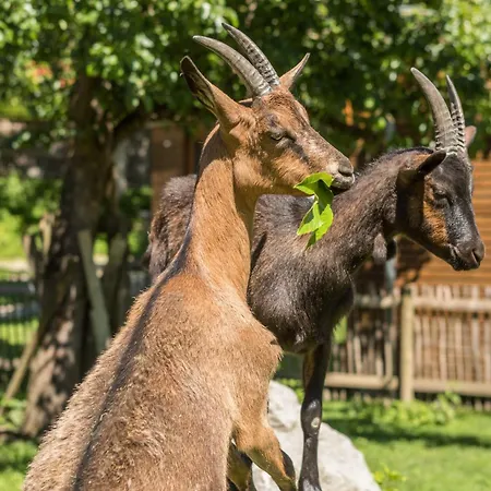 Am Sedelbach Nyaraló Deggenhausertal